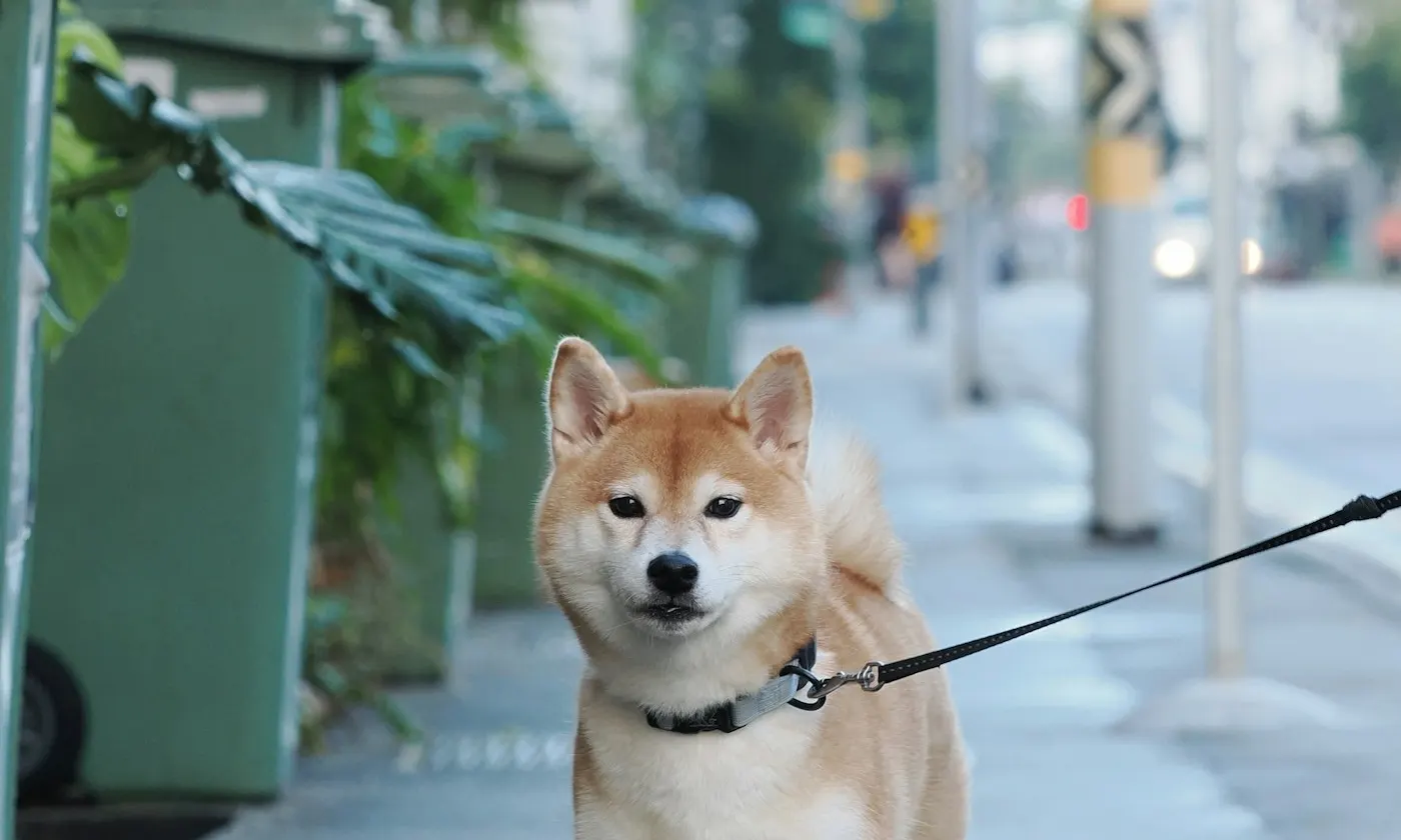 Dog Bite Lawyer