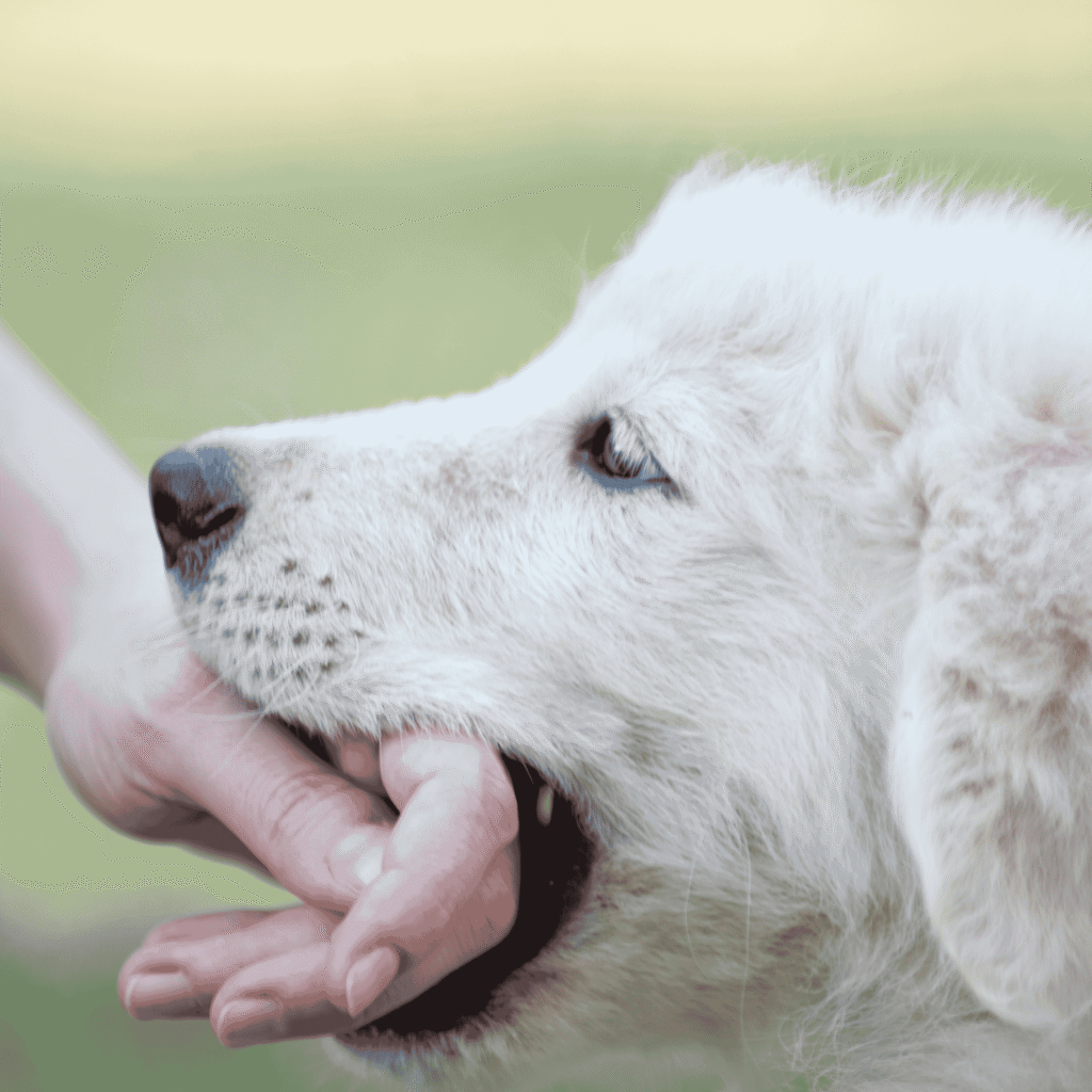 Dog Bite Injuries in California