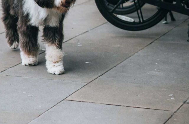 A large dog on a leash walking beside its owner on a residential sidewalk