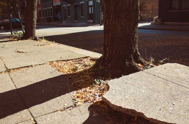 Concrete sidewalk slab pushed upward by the roots of a parkway tree on a residential street