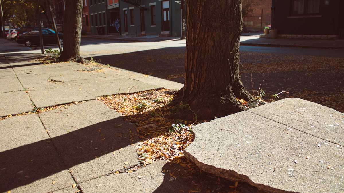 Concrete sidewalk slab pushed upward by the roots of a parkway tree on a residential street